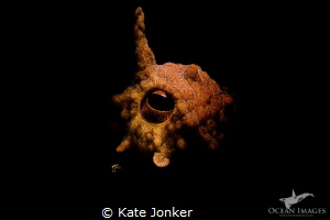Watchful Eye!
Common Octopus by Kate Jonker 